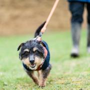 Dogs, cats and small animals can be fostered from Blue Cross Hertfordshire