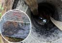 “The poor fox was very weak and his head was drooping towards water at the bottom of the hole