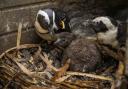 African penguins chicks have hatched at Hertfordshire Zoo.
