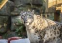 Snow leopard Panja, who has sadly passed away.