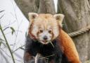 New red panda Ash at Hertfordshire Zoo.