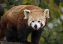 Red panda Tilly at Hertfordshire Zoo