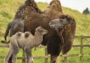 Whipsnade Zoo has celebrated the birth of its first camel calf in eight years.