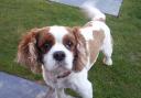 Have you seen a similar spaniel running loose?