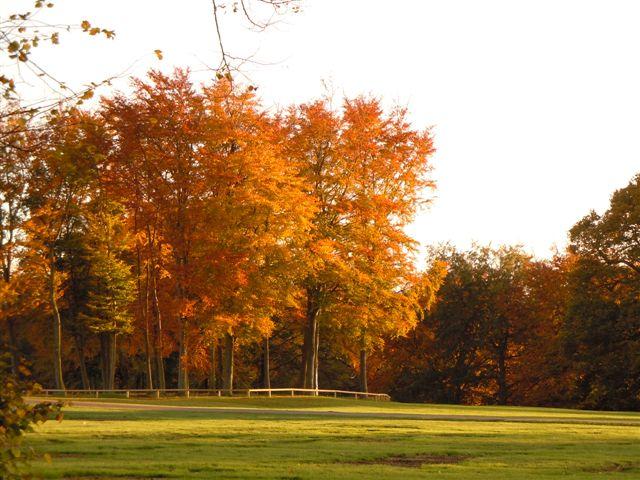 Autumn sunshine in Hatfield Park