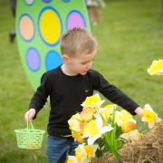 Four-year-old Leo from Bushey collecting Easter eggs at Willows Activity Farm.
