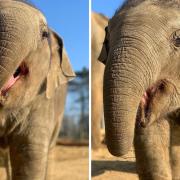 Baby Asian elephant Nang Phaya trumpets in the new season.