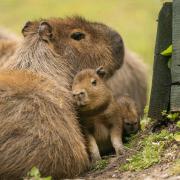 Mum Coroline and one of the capybara pups at Hertfordshire zoo Paradise Wildlife Park.