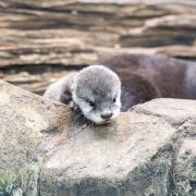 Baby otters have been born at Paradise Wildlife Park in Hertfordshire.