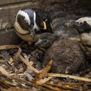 African penguins chicks have hatched at Hertfordshire Zoo.