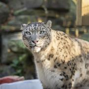 Snow leopard Panja, who has sadly passed away.