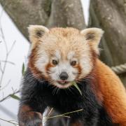 New red panda Ash at Hertfordshire Zoo.