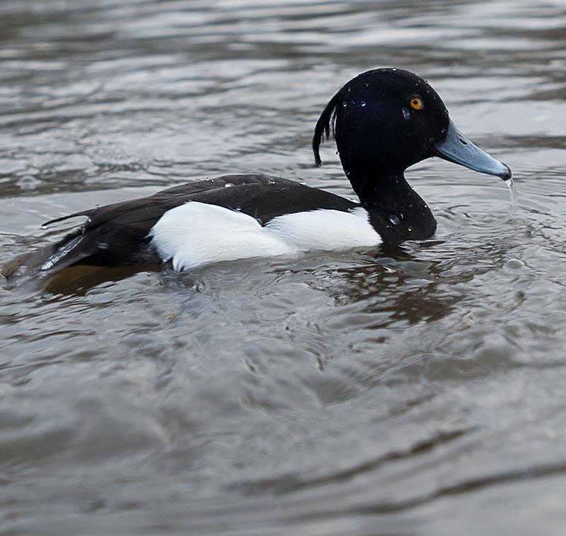 One of the estimated 120,000 overwintering Tufted Ducks in the UK. This one is a male.  It had just surfaced from foraging on the bottom of the lake. Photo by Mark Percival