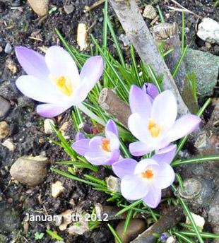 This photo was taken early in January in Jim Tryon's front garden in Chiswell Green. The crocus is nestling at the base of a rose bush. Photo taken by Jim Tryon