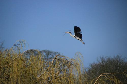 This photo was taken of the herons while they were nesting in the trees, on the island in Verulamium Park, St Albans. It was taken in Spring last year when the RSPB were down by the lake promoting their cause. Photo by Ben Kirby