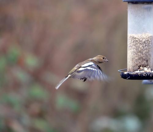 This photo of a chaffinch in flight was taken in Lello Ametrano's garden in Salisbury Avenue, St Albans, on Saturday 4 February. This chaffinch hovers round the feeder and grabs the seeds in flight
