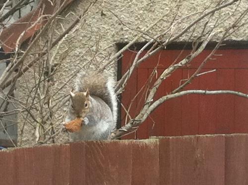 Christa Neumann took this photo of a squirrel in her  back garden in Dellfield, St Albans. The squirrels have been digging up and eating all of Christa's daffodil bulbs. However she made peace with them by watching them running, climbing and jumping.
