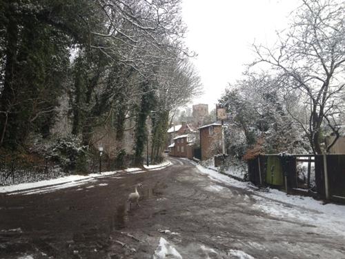 Photo by Sarah Fransen from St Albans  