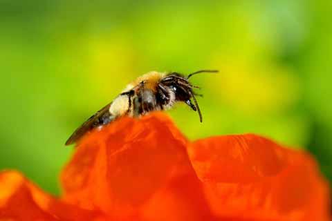 Bee on a poppy, photo taken by Lello Ametrano in his garden 