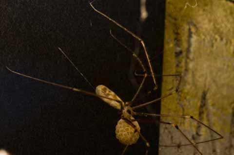This photo of a spider carrying eggs was taken by Lello Ametrano in his garage in St Albans.