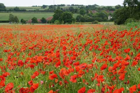 Robin Pearson, who took this photo of the poppies at Heartwood Forest, Sandridge, said: "They are magnificent this year and cover several acres of the site."