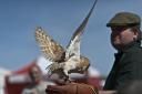 Watch birds of prey demonstrations at the country show