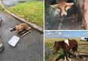 Some of the RSPCA's rescues. Left is a fox caught in a drain in Berkhamsted, fox caught in concrete in West Sussex, and a stallion caught on a gate in Kent. Credit: RSPCA