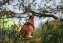 A pheasant poses in the morning sun