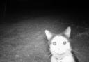 A nosy cat in a Hatfield garden filmed by a Stealthcam.
