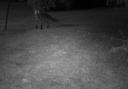 A nosy fox in a Hatfield garden photographed by a Stealthcam