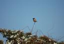A stonechat with its dinner at the old BAe site, Hatfield