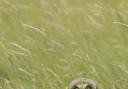 Short eared owl - Image by: Bex Ross