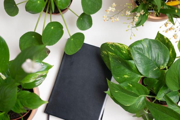 St Albans & Harpenden Review: A black notebook surrounded by indoor plants. Credit: PA