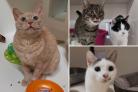 Photos via RSPCA Cat Rehoming Hub - four local RSPCA branches - Darlington and District branch, North Teesside and District branch based in Stockton-on-Tees, Middlesbrough, South Tees and District branch, and Northallerton, Thirsk and Dales branch.