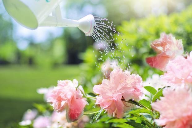 St Albans & Harpenden Review: A watering can watering some pink flowers. Credit: Canva