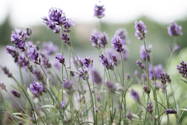 St Albans & Harpenden Review: Lavender field. Credit: Canva
