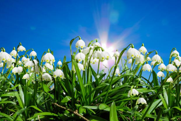 St Albans & Harpenden Review: Snowdrops. Credit: Canva