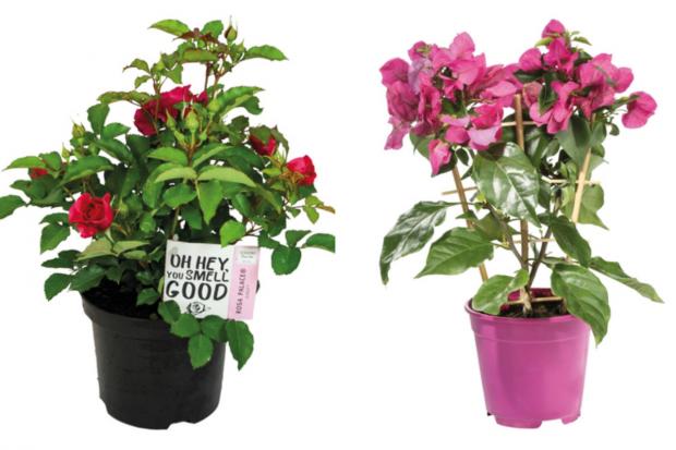 St Albans & Harpenden Review: (left) Garden Rose and (right) Bougainvillea (Lidl/Canva)