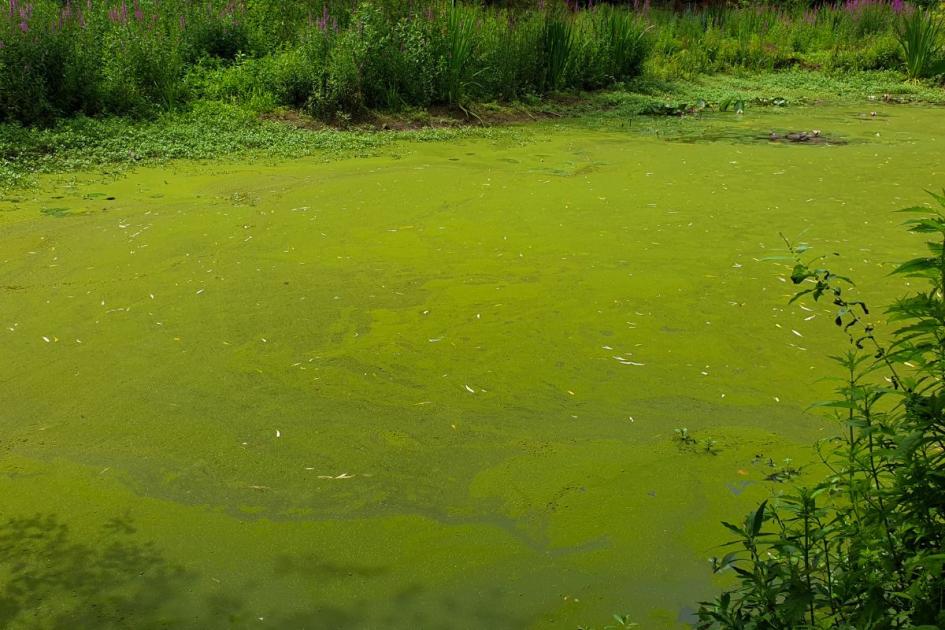 Blue-green algae: How to spot in UK water and why is it harmful?