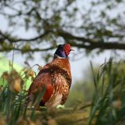 A pheasant poses in the morning sun