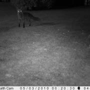 A nosy fox in a Hatfield garden photographed by a Stealthcam