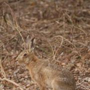 One of six 'mad' March hares that came up close in Colney Heath.
