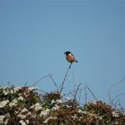 A stonechat with its dinner at the old BAe site, Hatfield