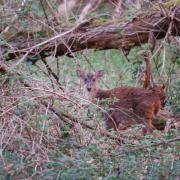 A muntjac with full winter coat at Essendon