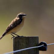 WHINCHAT