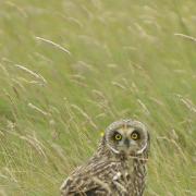 Short eared owl - Image by: Bex Ross