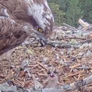 The first osprey chick of the season has emerged at Loch Arkaig (Woodland Trust/PA)