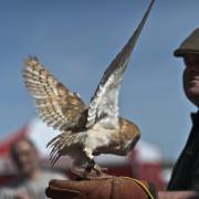 Watch birds of prey demonstrations at the country show