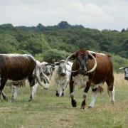 Ellenbrook Fields: The herd of longhorn cattle there will be a thing of the past