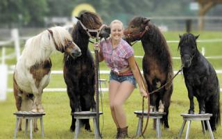 Horse and pony displays at Willows Farm Village